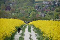 Lovely Countryside around Bexhill